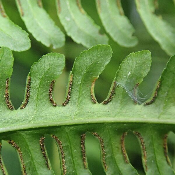 Pteris tripartita Lehti