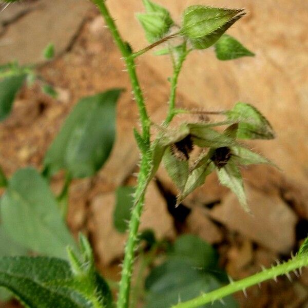 Trichodesma africanum Flower