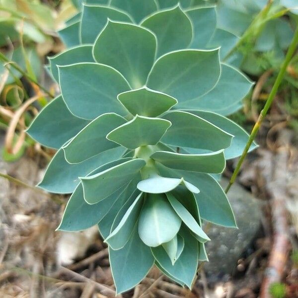 Euphorbia myrsinites Foglia