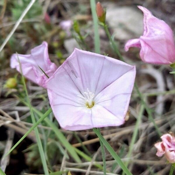 Convolvulus cantabrica Flor