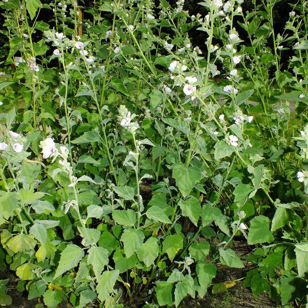 Althaea officinalis Лист