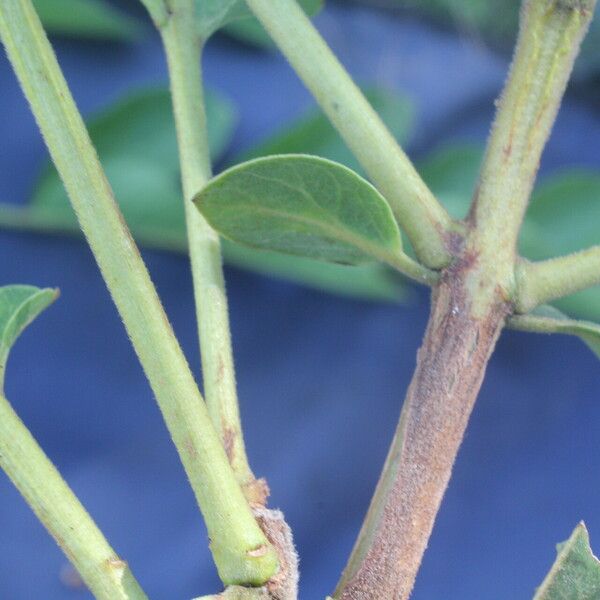 Psidium guineense خشب