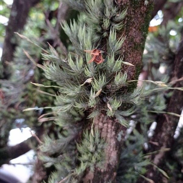 Tillandsia tricholepis Φύλλο