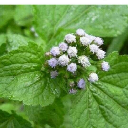 Ageratum conyzoides Deilen