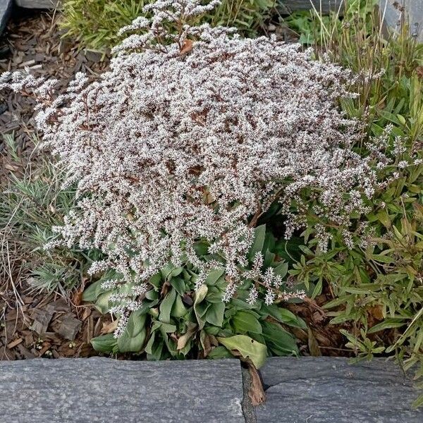 Goniolimon tataricum Habit