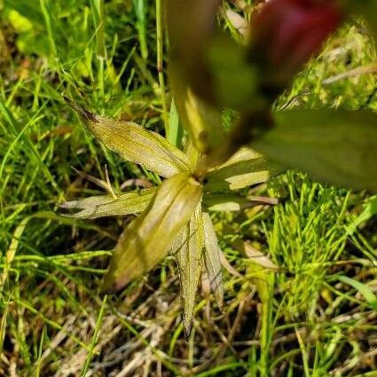 Castilleja parviflora 葉