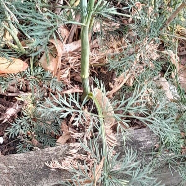 Seseli montanum Leaf
