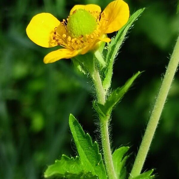 Geum aleppicum Flower