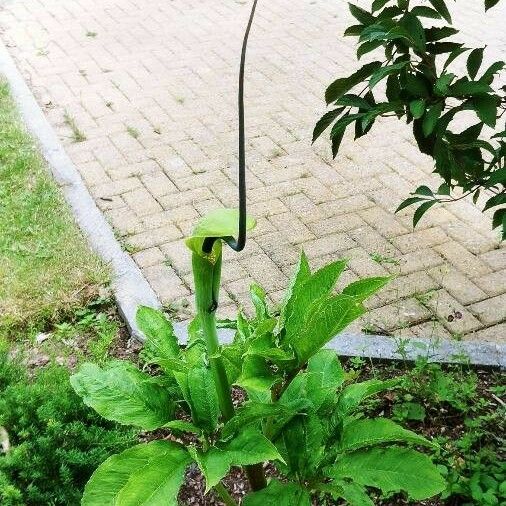 Arisaema tortuosum Квітка