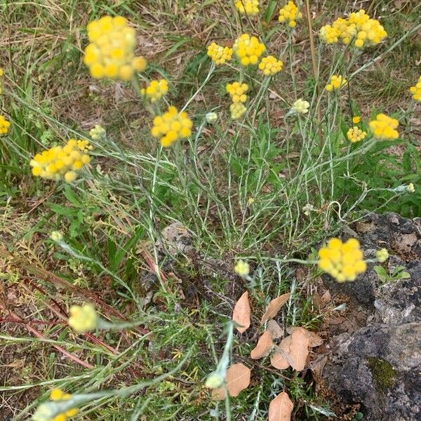 Helichrysum saxatile 花