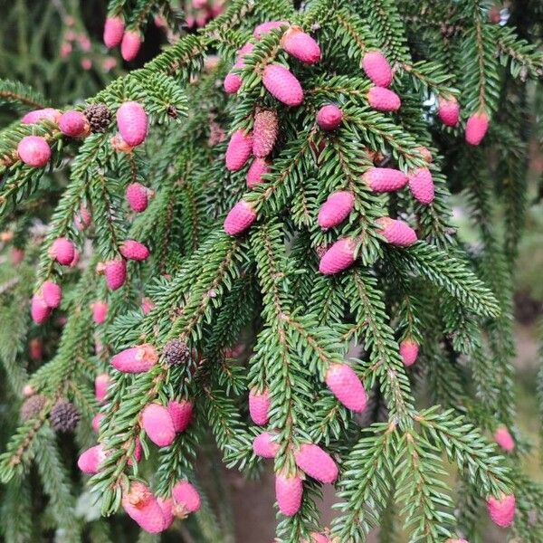 Picea orientalis Hàbitat