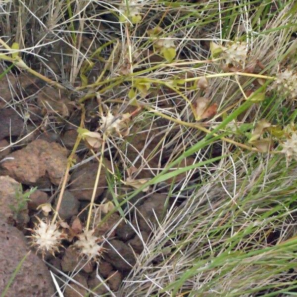 Trifolium spumosum Pokrój