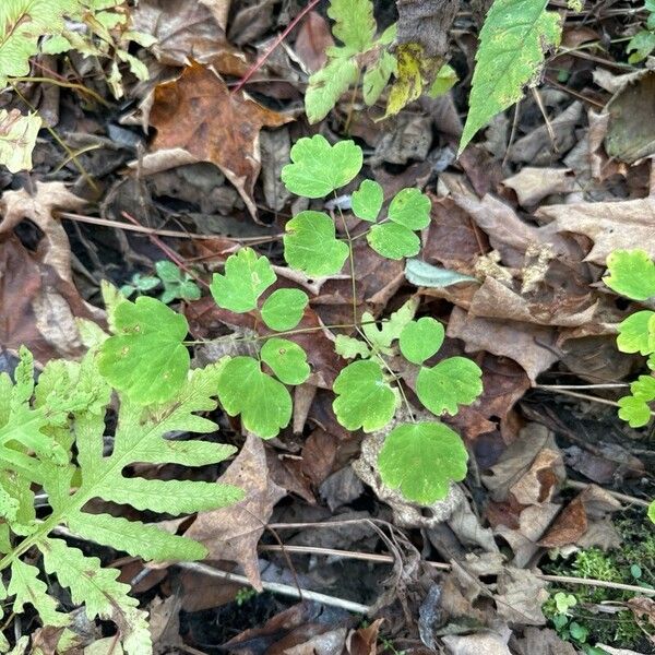 Thalictrum dioicum Fuelha