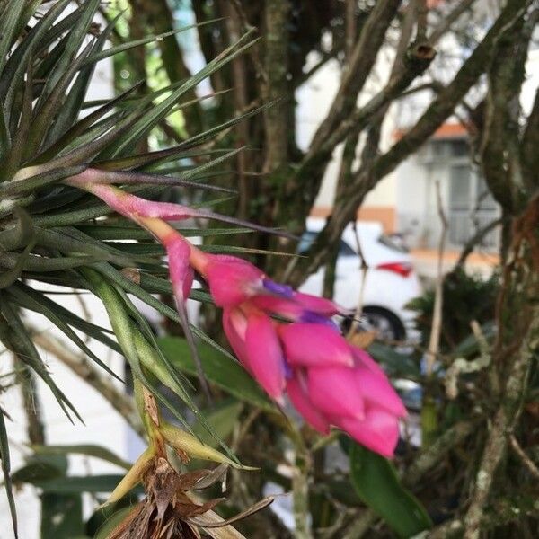 Tillandsia stricta Blomst