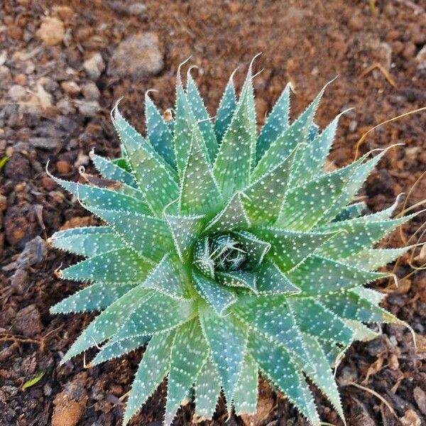 Aloe aristata برگ