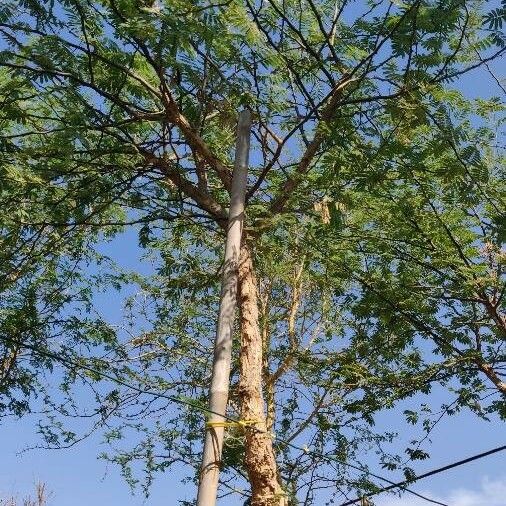 Vachellia xanthophloea Hoja