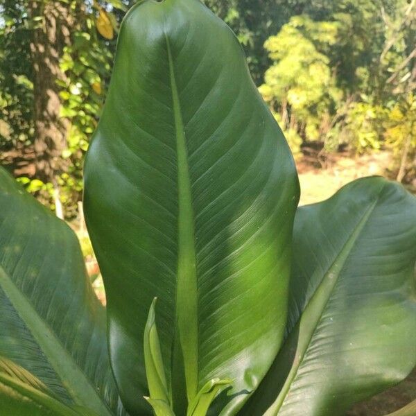 Dieffenbachia parlatorei List