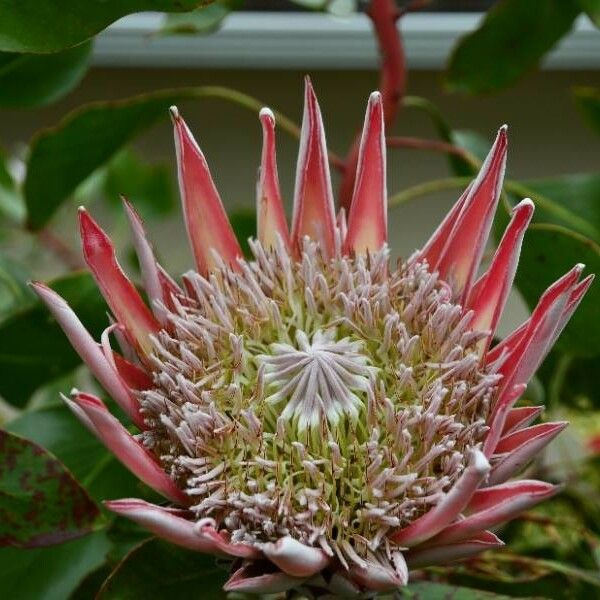 Protea cynaroides Flower