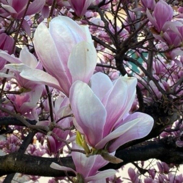 Magnolia × soulangeana Flower