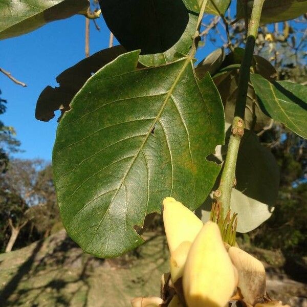 Erythrina fusca Ліст