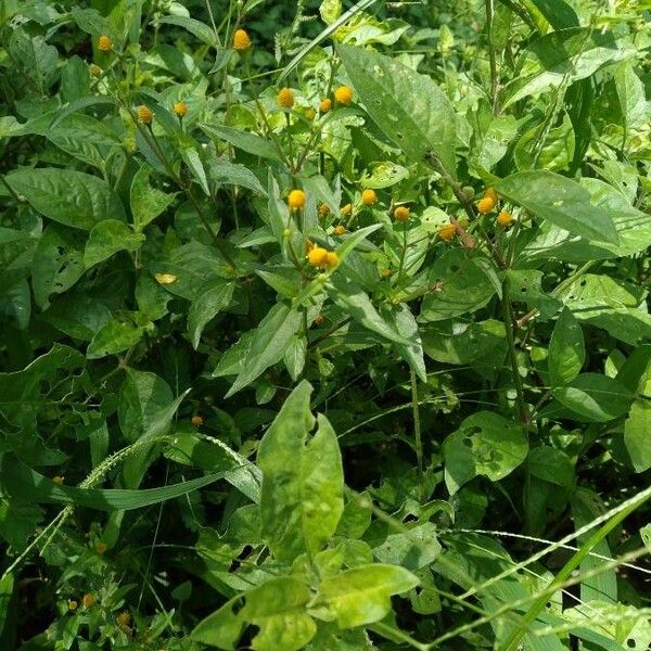 Acmella caulirhiza Flower