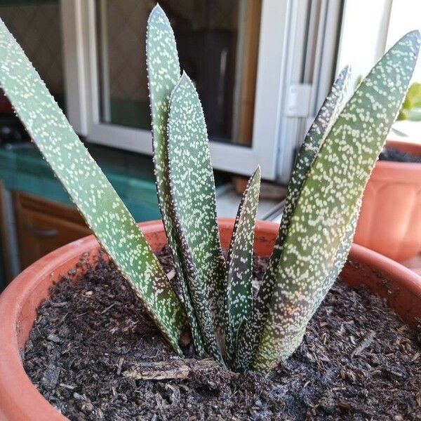 Gasteria carinata 叶