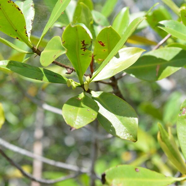 Rhizophora mangle Gyümölcs
