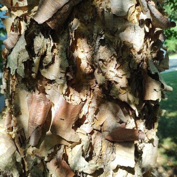 Betula nigra Bark