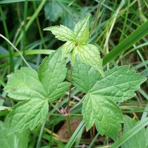 Geranium nodosum Lapas