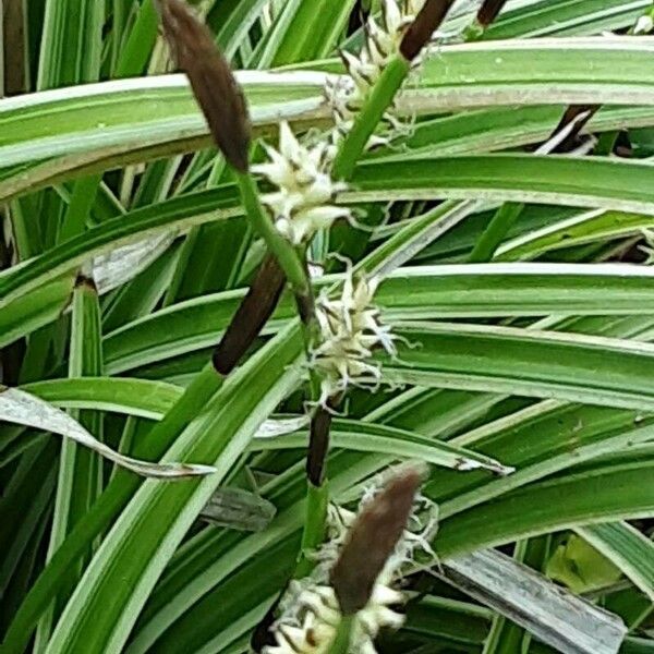 Carex morrowii Flower