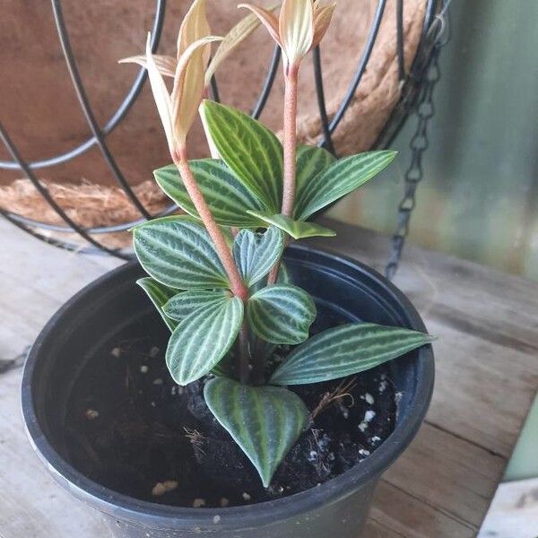 Peperomia tetragona