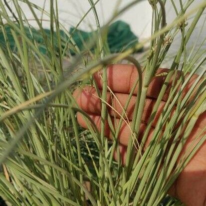 Cyperus conglomeratus 葉