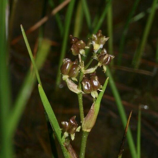 Scheuchzeria palustris Blomma