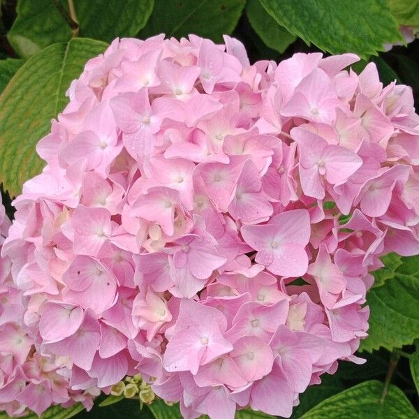 Hydrangea spp. Flower