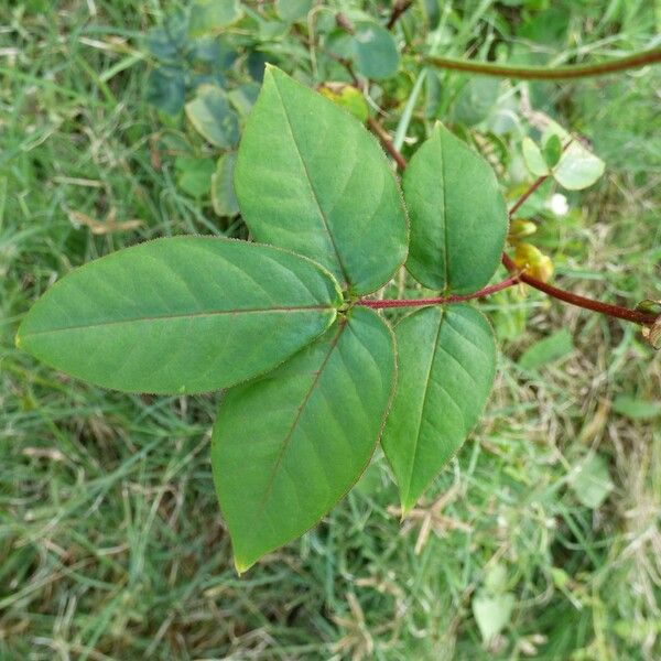 Senna occidentalis Leht