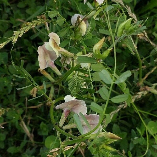 Vicia grandiflora Virág