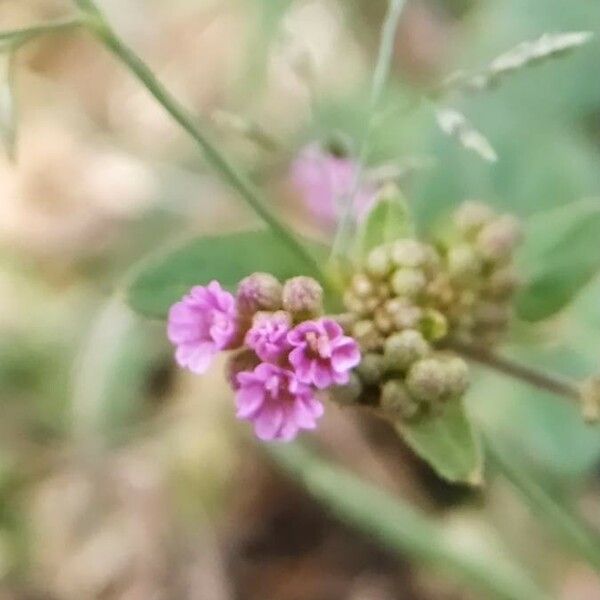 Boerhavia diffusa Λουλούδι