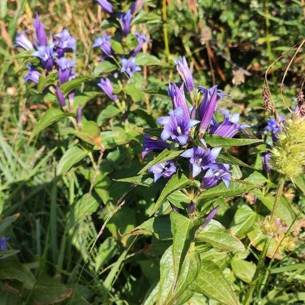 Gentiana asclepiadea Floro