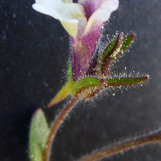 Chaenorhinum rubrifolium പുഷ്പം