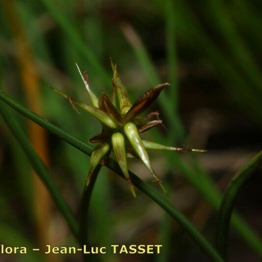 Carex microglochin Outro