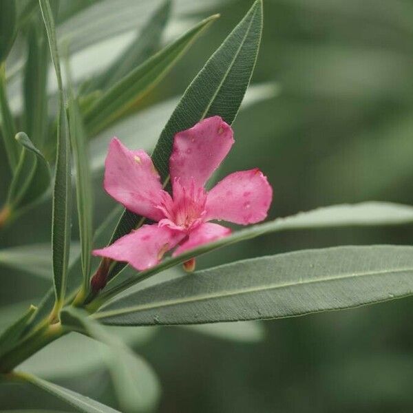 Nerium oleander Cvet