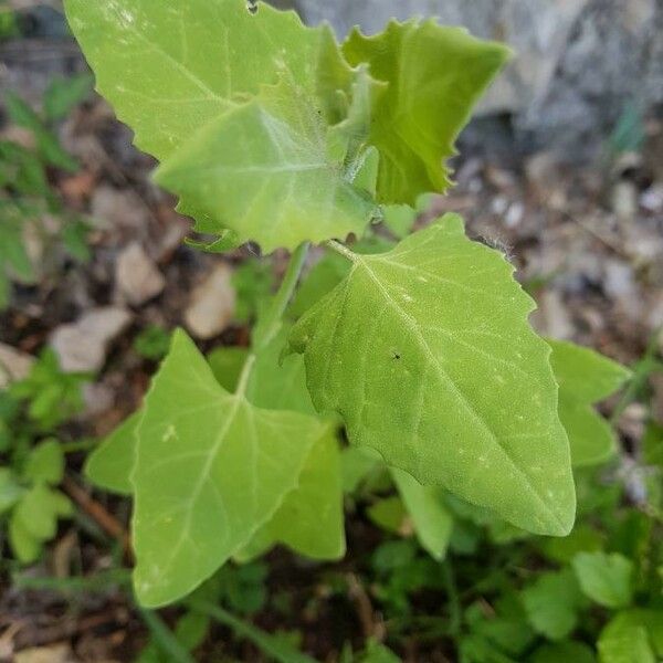 Atriplex prostrata Deilen