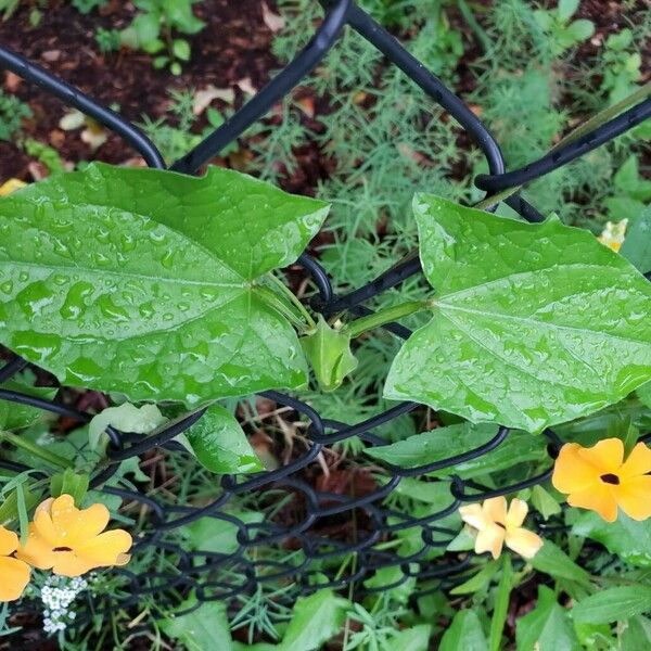 Thunbergia alata Ліст