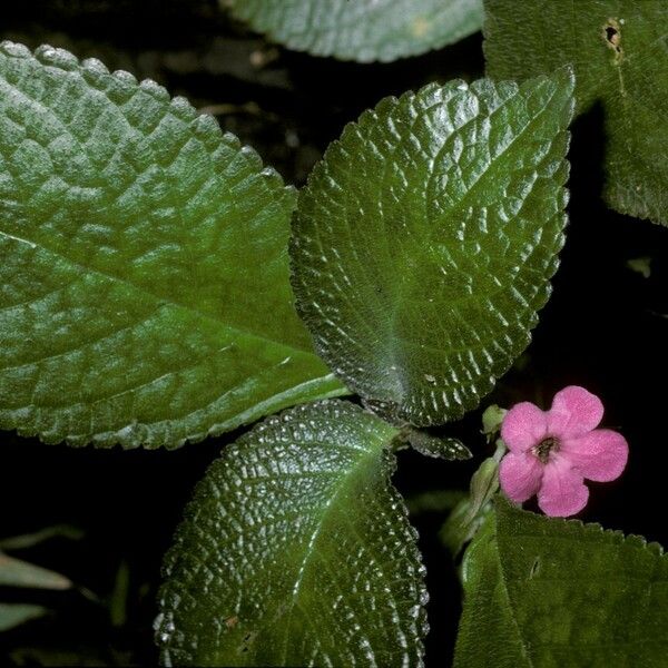 Chrysothemis melittifolia Flower