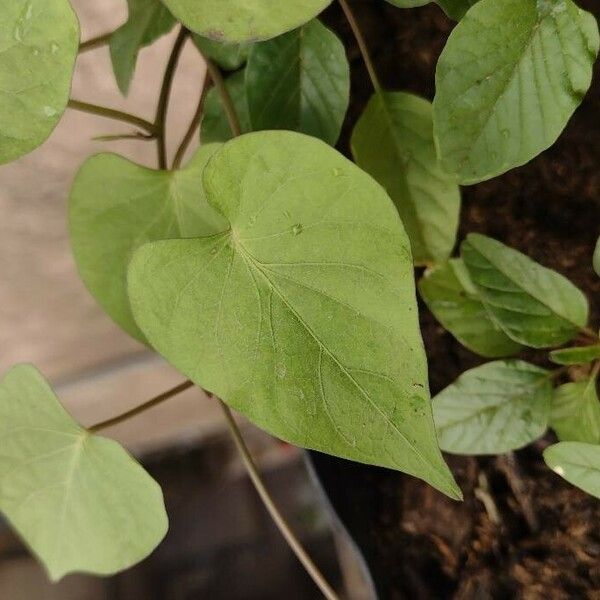 Amaranthus viridis Folha