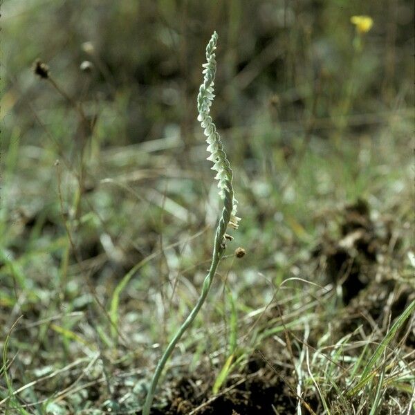 Spiranthes spiralis Агульны выгляд