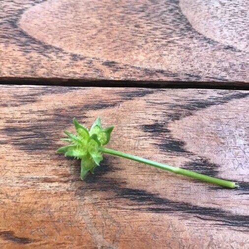 Ranunculus muricatus Folha