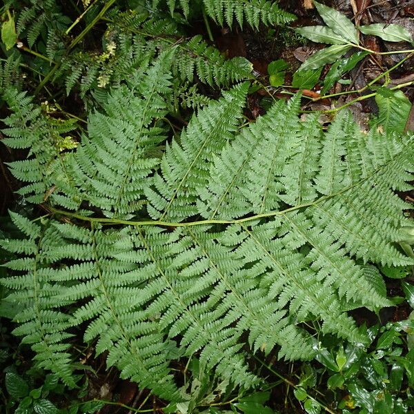 Deparia boryana Leaf