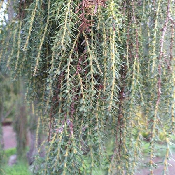 Juniperus cedrus Foglia