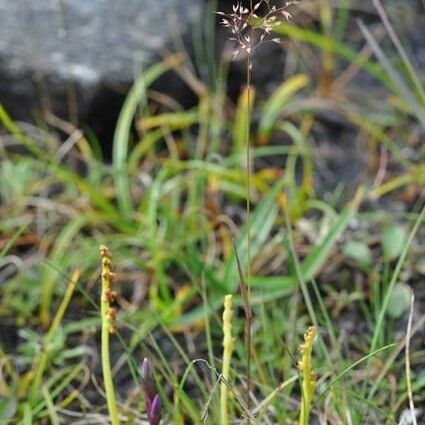 Agrostis mertensii Облик